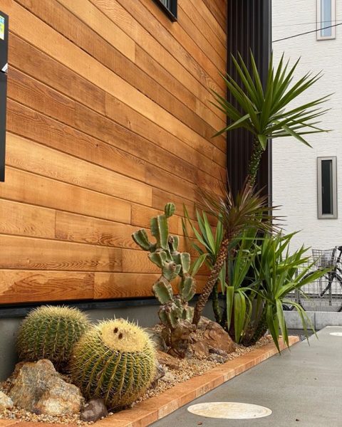 エキノカクタス グルソニー（金鯱）｜Echinocactus grusonii | DESERT INC.