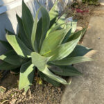 アガベ x ブルーフレイム｜Agave x 'Blue Flame' | DESERT INC.