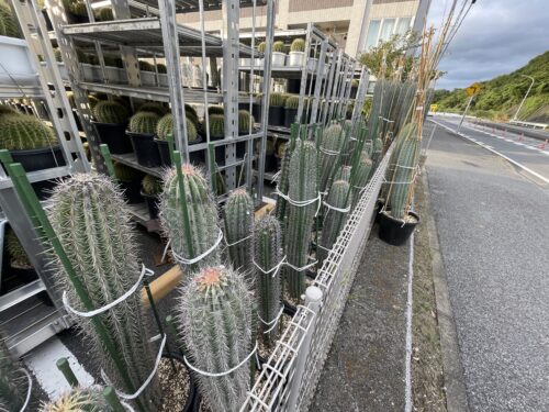 武倫柱販売してます！ | DESERT INC.