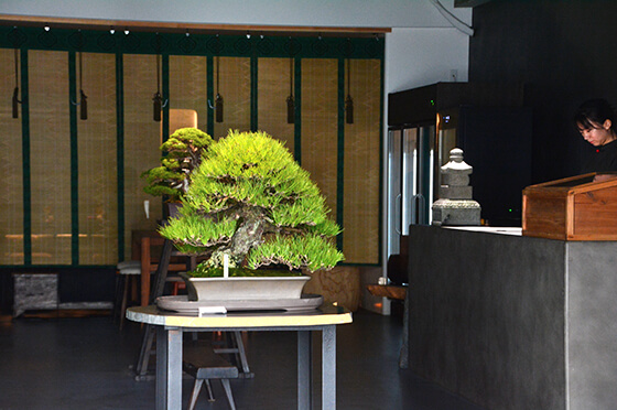 盆栽や小美術、現代アートを楽しむ表参道の「松葉屋茶寮」｜おでかけ