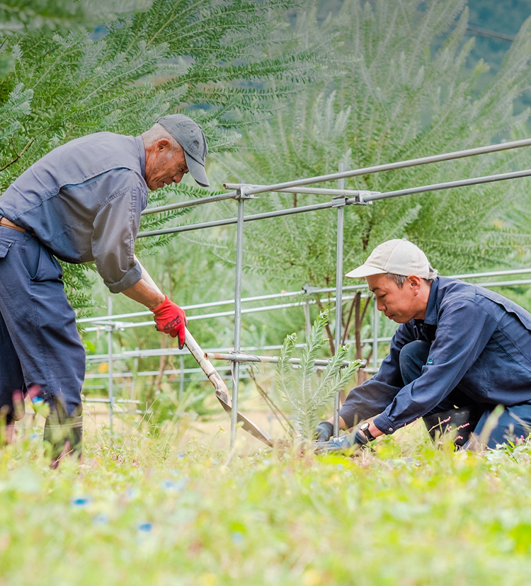 プリザーブドフラワー&ドライフラワー｜株式会社大地農園