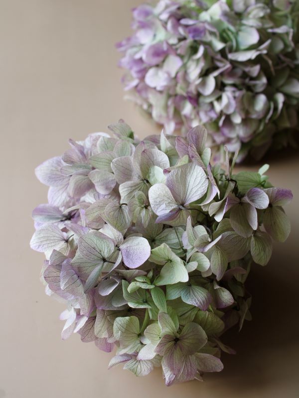 ゆめアジサイ・新色 販売のお知らせ | 株式会社大地農園