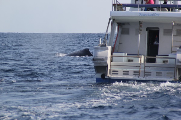 Z」君現る！！！ | 北部発ホエールウォッチング｜沖縄アイランドクルー