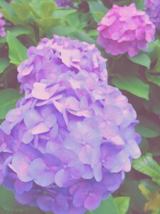 田中一村 アダンの木 | 絵画など美術品の販売と買取 | 東京・銀座 おい