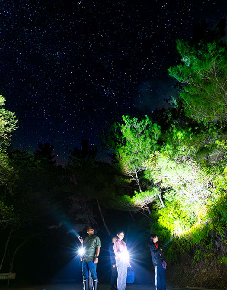 世界自然遺産でナイトツアー！やんばるで体験する「AKISAMIYO