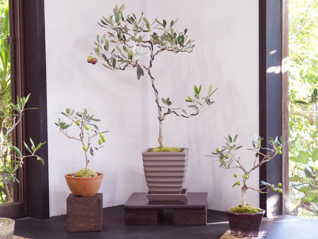オリーブの盆栽を仕立てる・その1（カラマタ） | オリーブ盆栽の