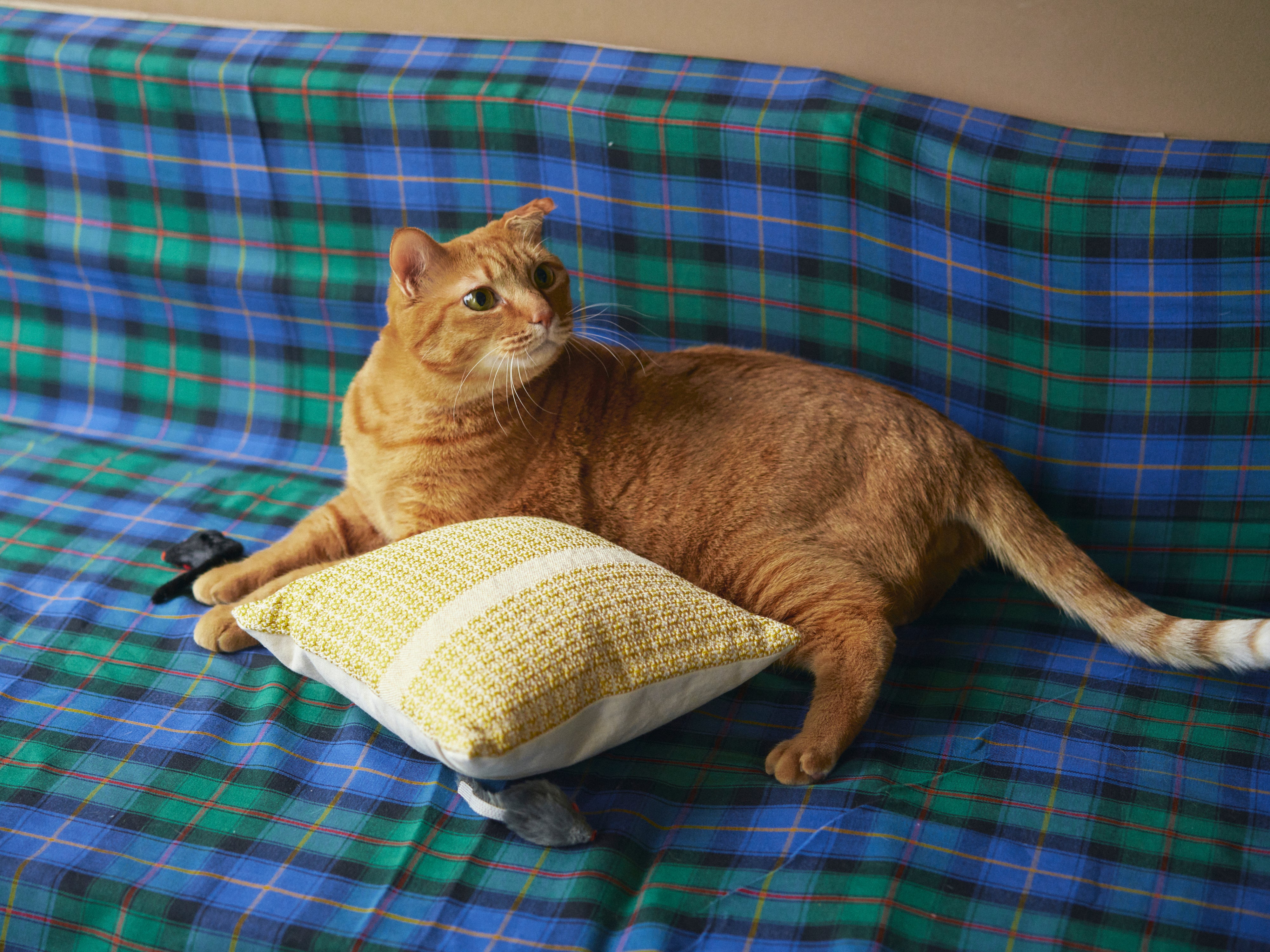 what is there 別注クッション／25角｜クッション｜オルネ ド フォイユ