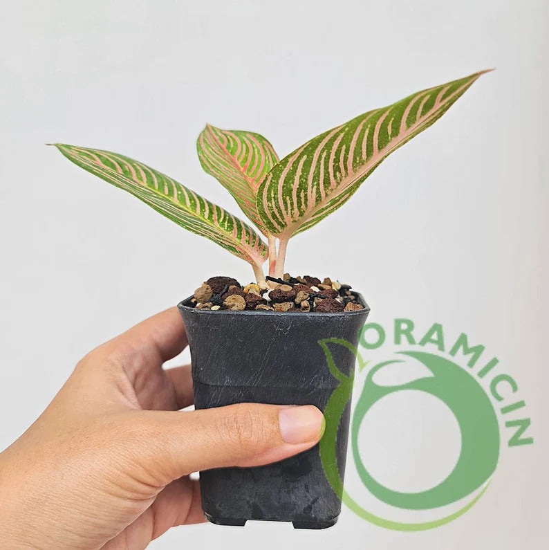 Aglaonema Golden Hope Tropical Plants ORAMICIN – oramicin