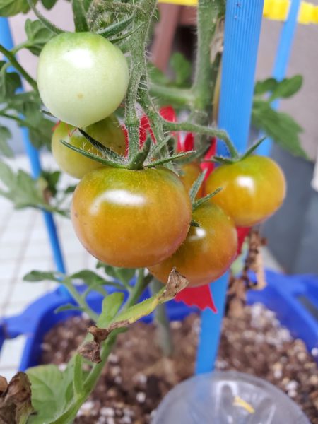 家庭菜園 🏡 - 熊本のエクステリア・外構づくりの専門店【オレンジ