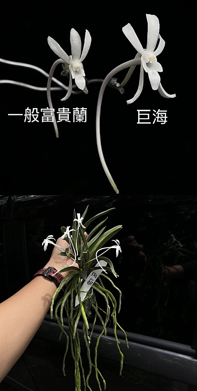 IT富貴蘭【五十鈴川系】本性品！ 五十鈴川の解説から : □ サムライ