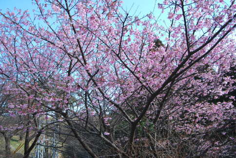 内之浦ロケット桜（ヒカンザクラ・カンザクラ）