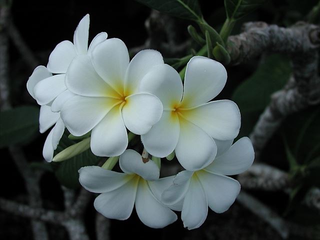 商品紹介：プランツコレクション（プルメリア）│沖縄県南城市玉城