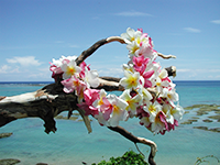 商品紹介：プランツコレクション（プルメリア）│沖縄県南城市玉城