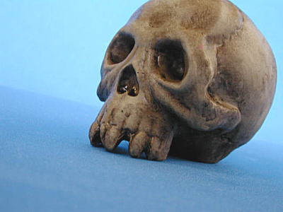 骸骨の置物【信楽焼き頭蓋骨陶器】の販売