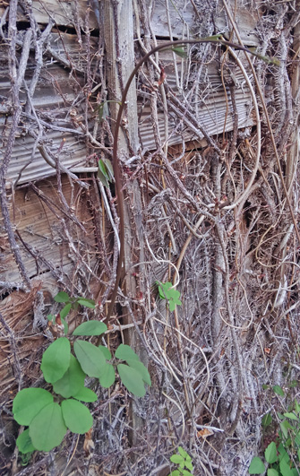 なぜアケビの芽はこんなに愛されるのか、食べて実感した | 野食