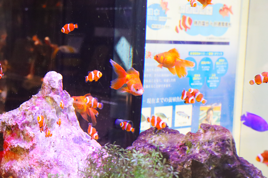 クマノミと金魚の同居生活 微妙な距離感と緊張感?! | お知らせ