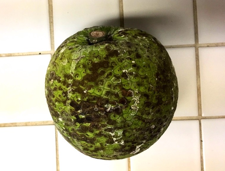 パンの実（ブレッドフルーツ）」を料理してみた！〜ハワイで見つけた