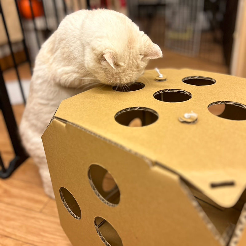 necowakuBOX（ネコワクボックス）オフィシャルサイト。ネコのワクワク