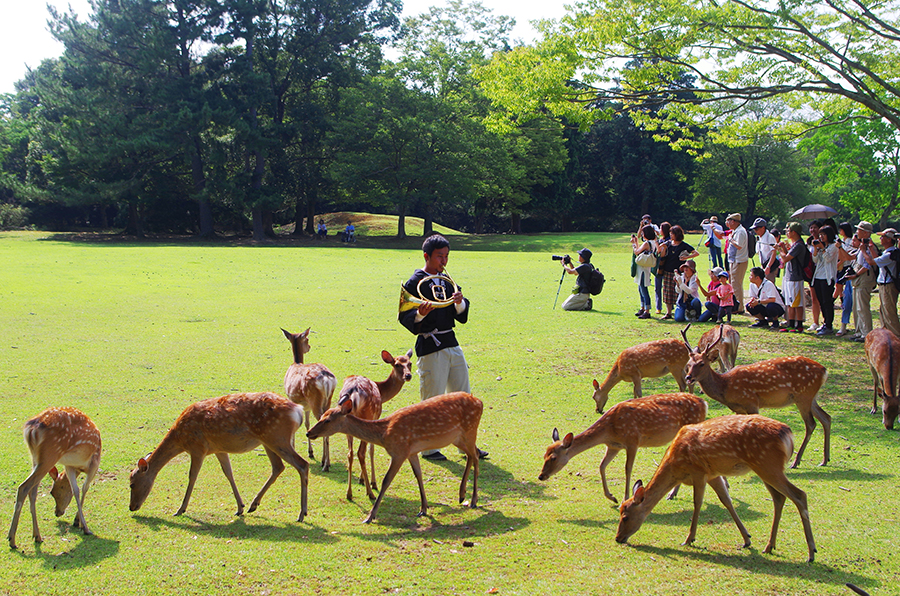 ホルンで鹿寄せ、奈良・春日大社で | Lmaga.jp