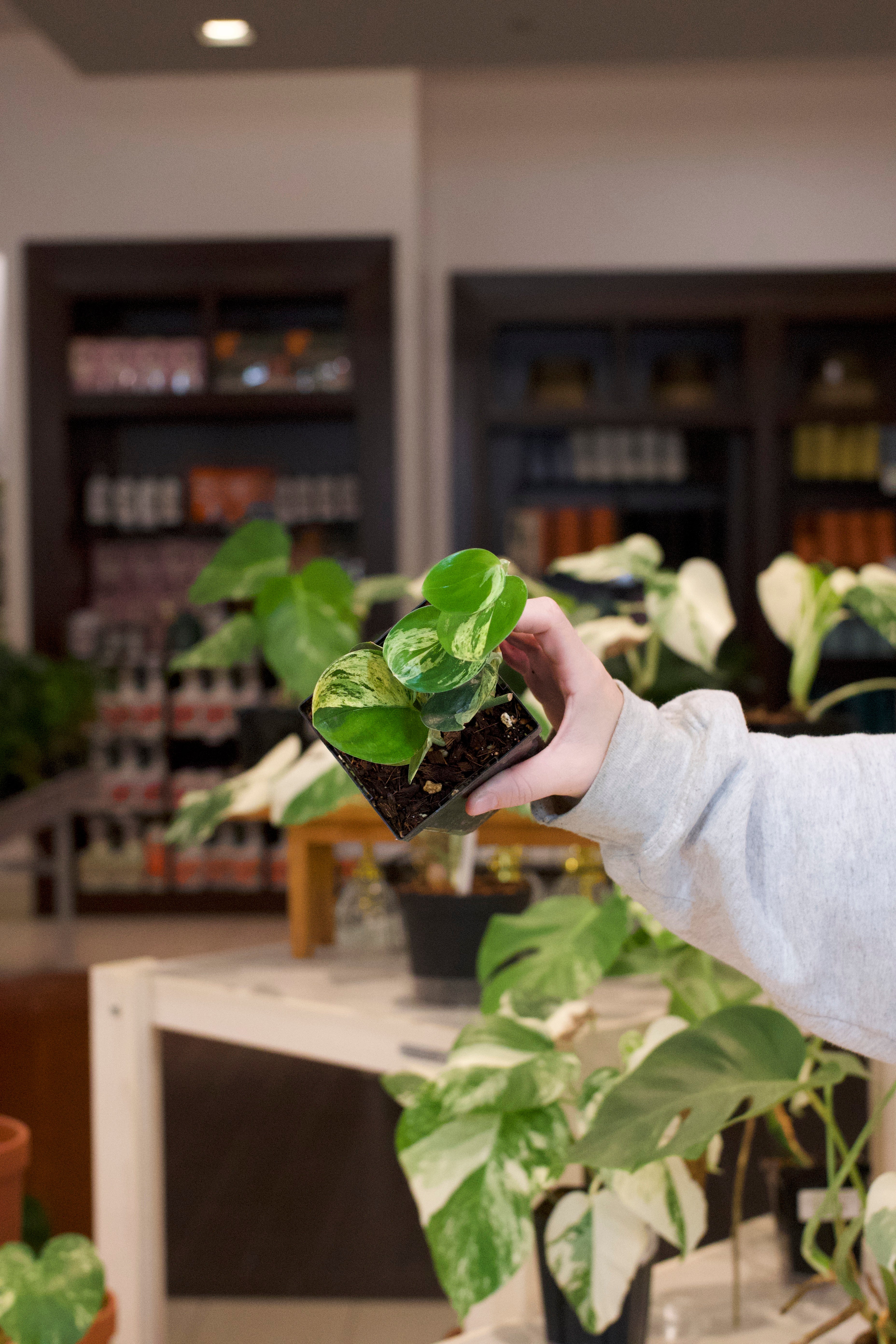 Scindapsus Treubii 'Dark Form' Variegated – Lost in the Forrest