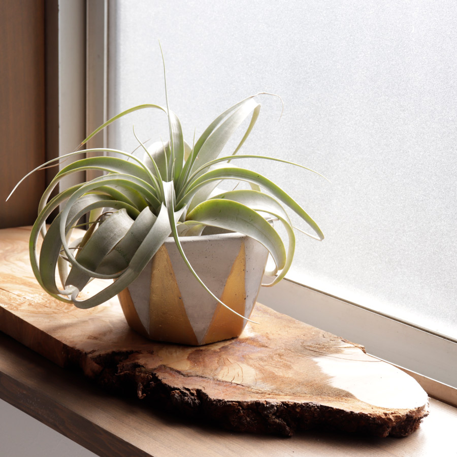 FARM】Dino 7 ディノ7 セメント 鉢カバー ゴールド シルバー Gold