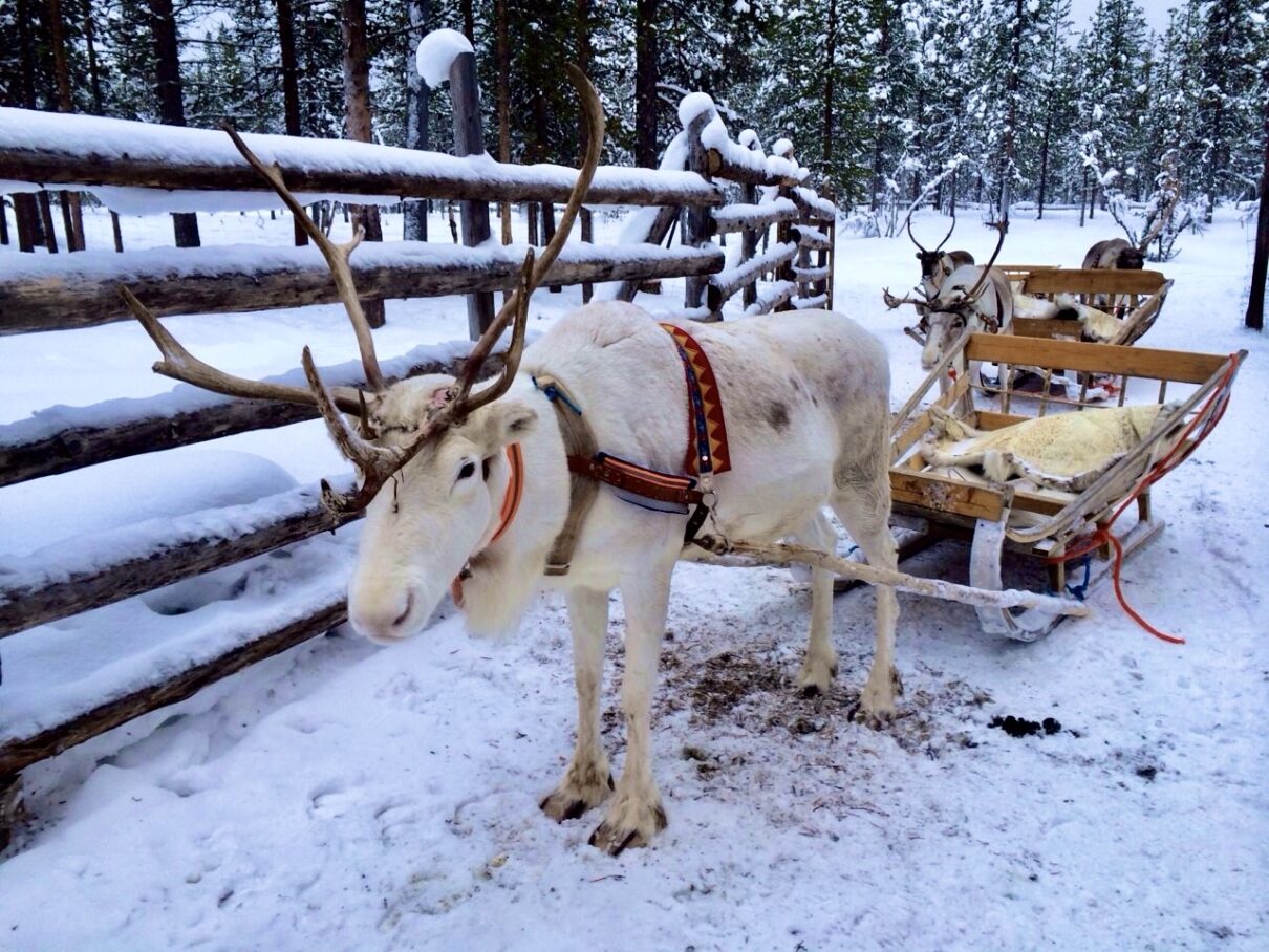 シカモチーフのデザインなのに可愛らし過ぎず上品♪北欧食器PENTIKから