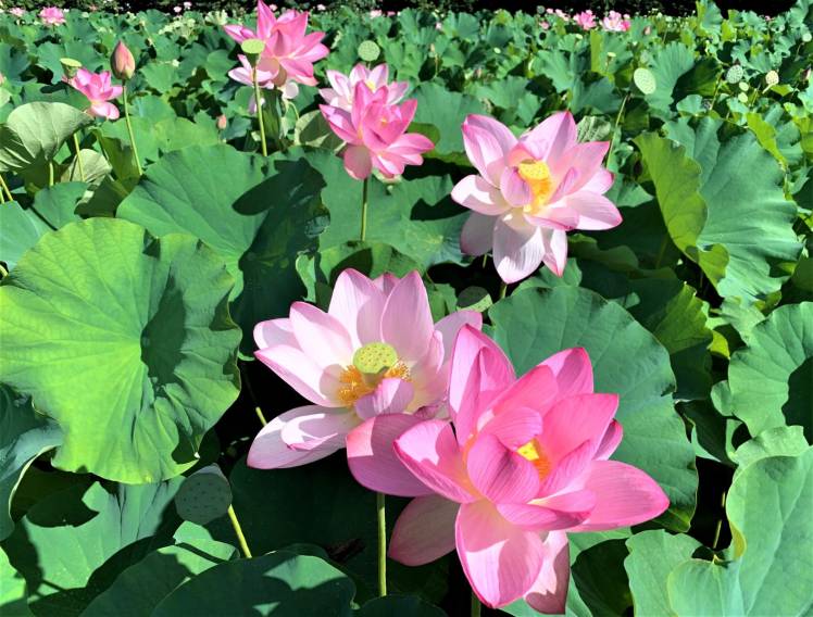 蓮の花がきれいです。：新着情報 | 無垢材家具と木の家づくり「きこり