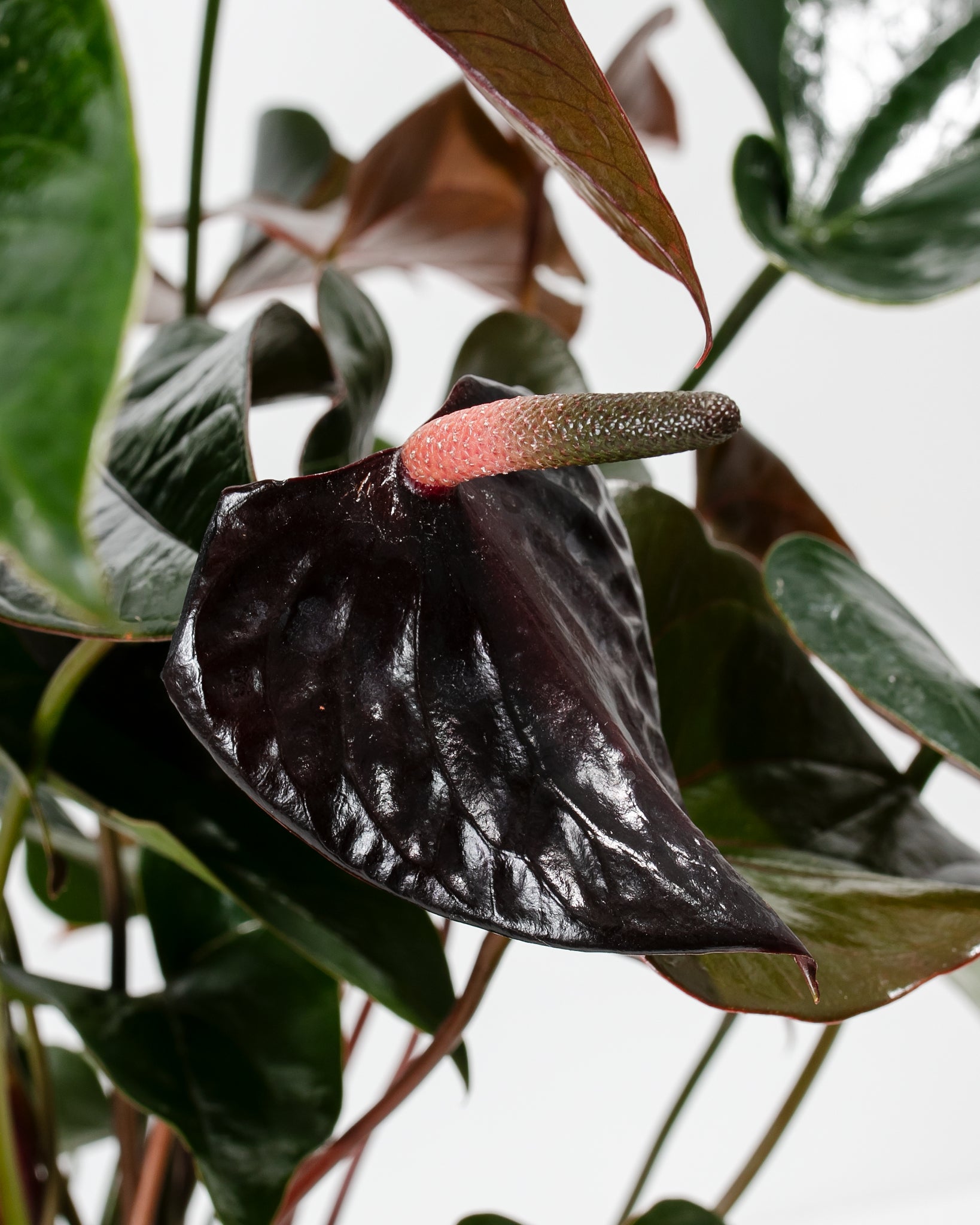 Black Anthurium (Flamingo Flower) Plant For Sale | Lively Root Plants