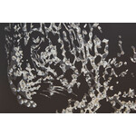 ミラーレオパード アート - アート・インテリア絵画の通販 ｜リビング