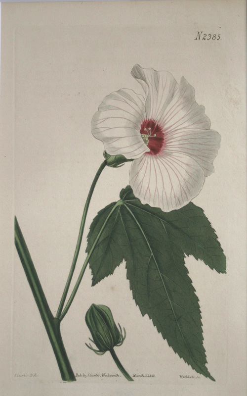 ボタニカルアート展