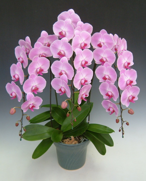 胡蝶蘭 ピンク 3本立ち 40輪前後｜『胡蝶蘭のモリー洋蘭販売』開店祝い