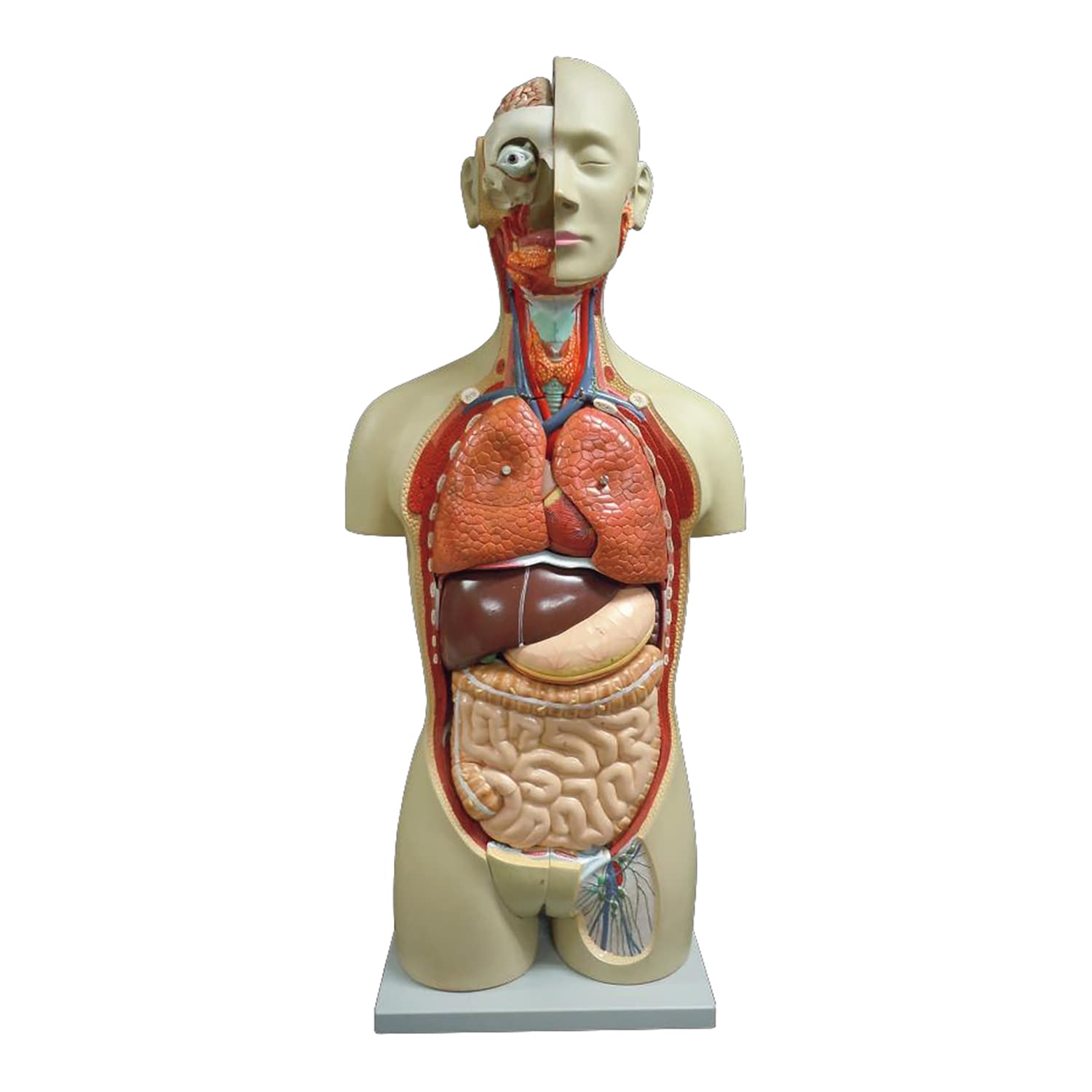 等身大全身内臓トルソー27分解モデル 教材模型 25-5544-00 大阪人体