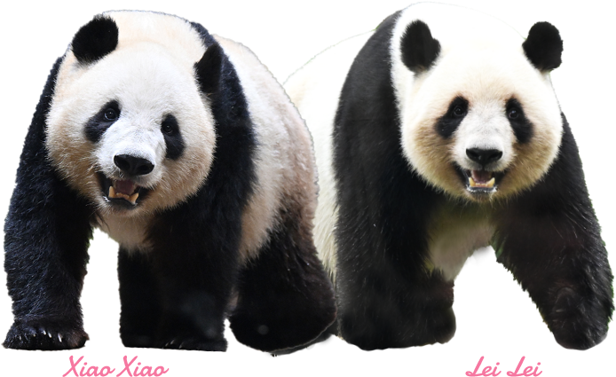 ハッピーパンダフルデイズ【松坂屋上野店】