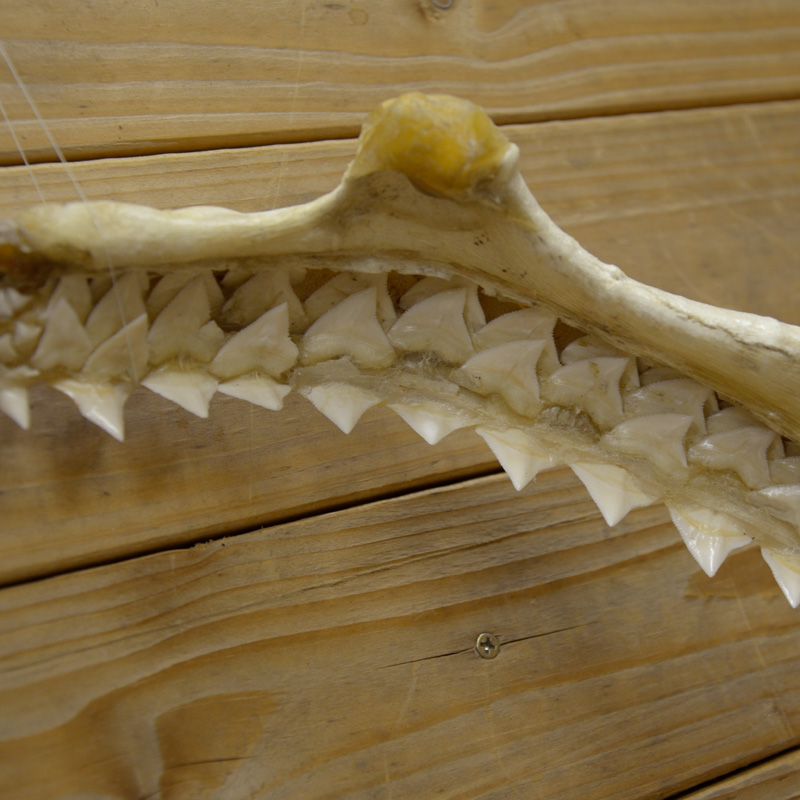 ジョーズ サメの歯（あご） | 革ジャンのマックス・ケイディ