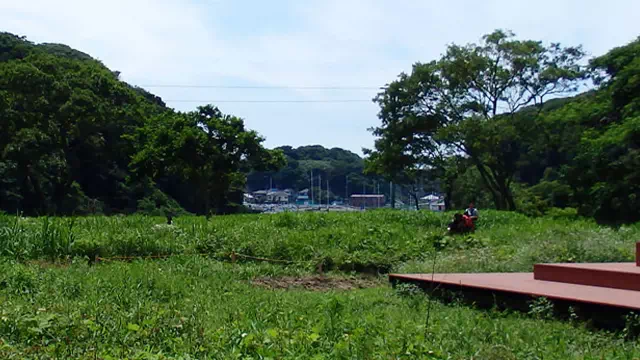 小網代の森｜関東で唯一生態系が丸ごと残る貴重な森｜公式HPからのご