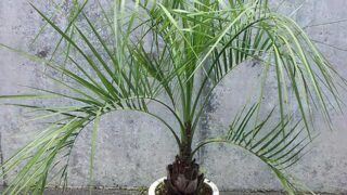 ココスヤシ 8号サイズ | HITOTOKI by MAKIMO PLANT