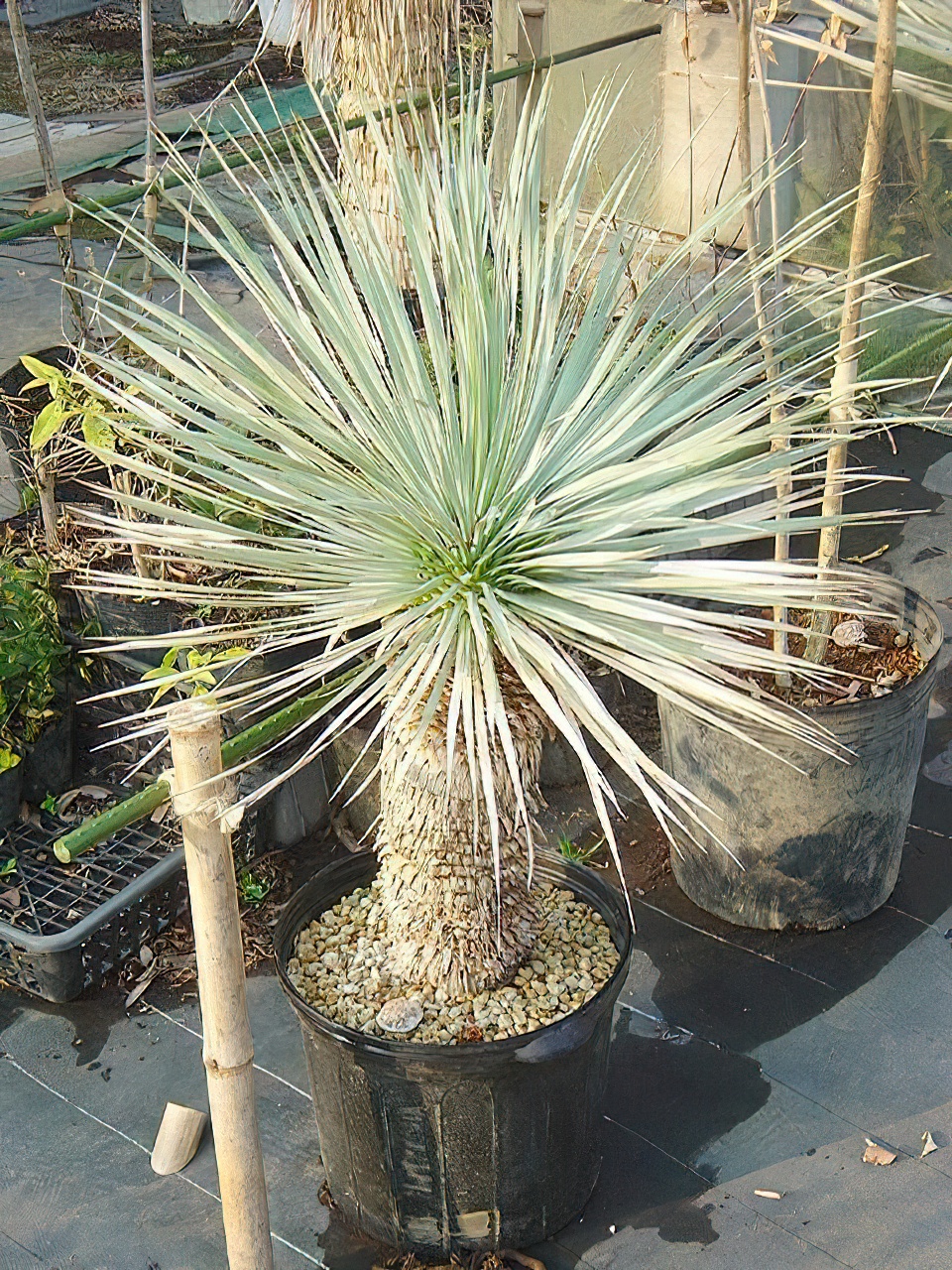 ユッカ・ロストラータ | HITOTOKI by MAKIMO PLANT