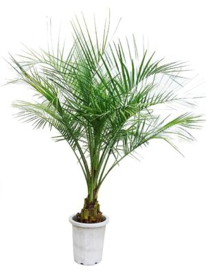 ココスヤシ | HITOTOKI by MAKIMO PLANT