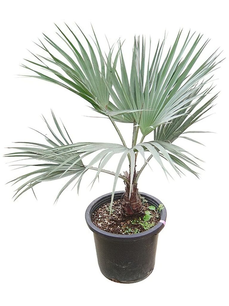 ブラヘア・アルマータ | HITOTOKI by MAKIMO PLANT