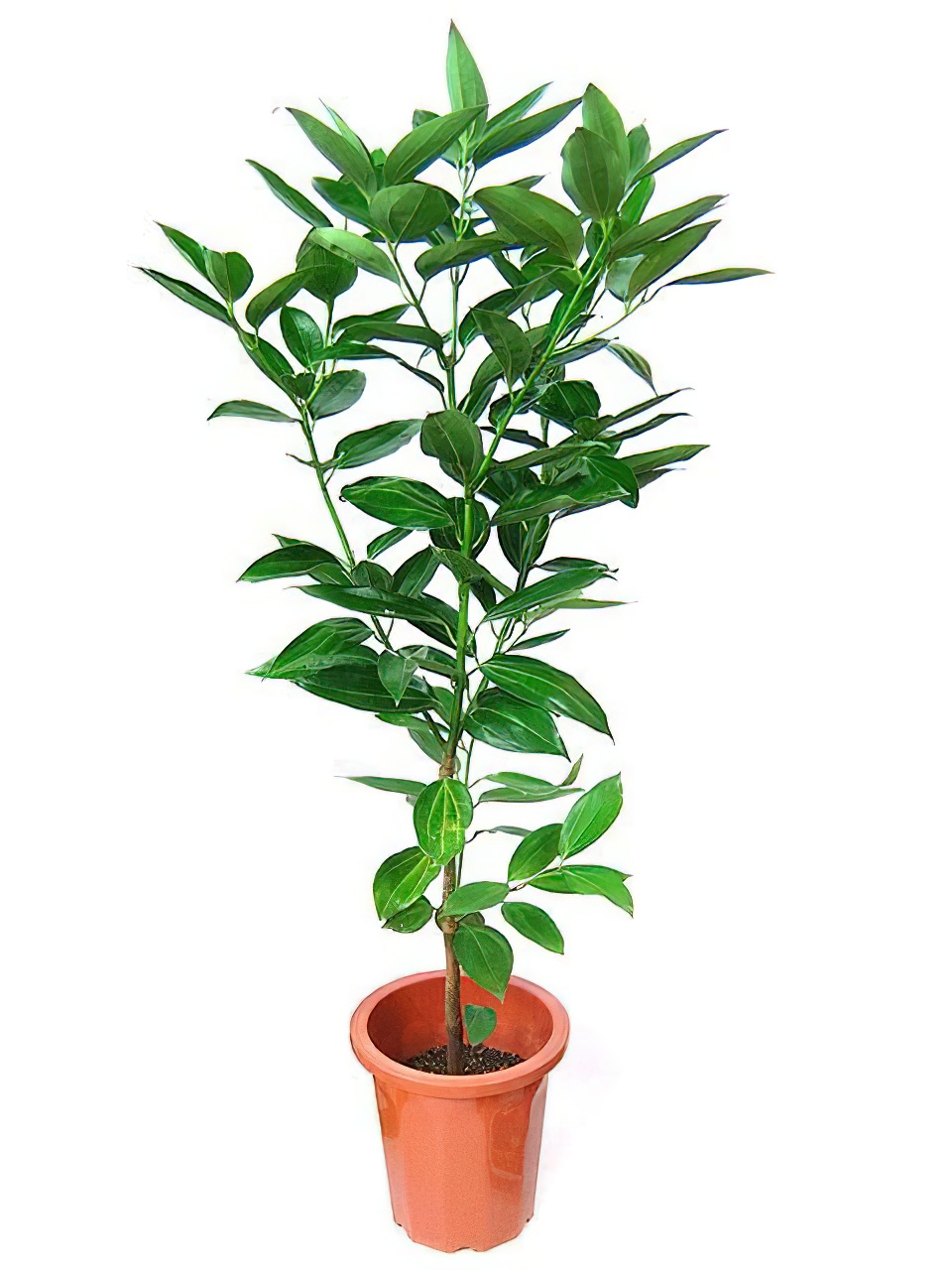 シナモンの木 | HITOTOKI by MAKIMO PLANT