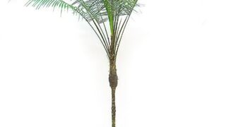 ブラジルヒメヤシ 10号サイズ | HITOTOKI by MAKIMO PLANT