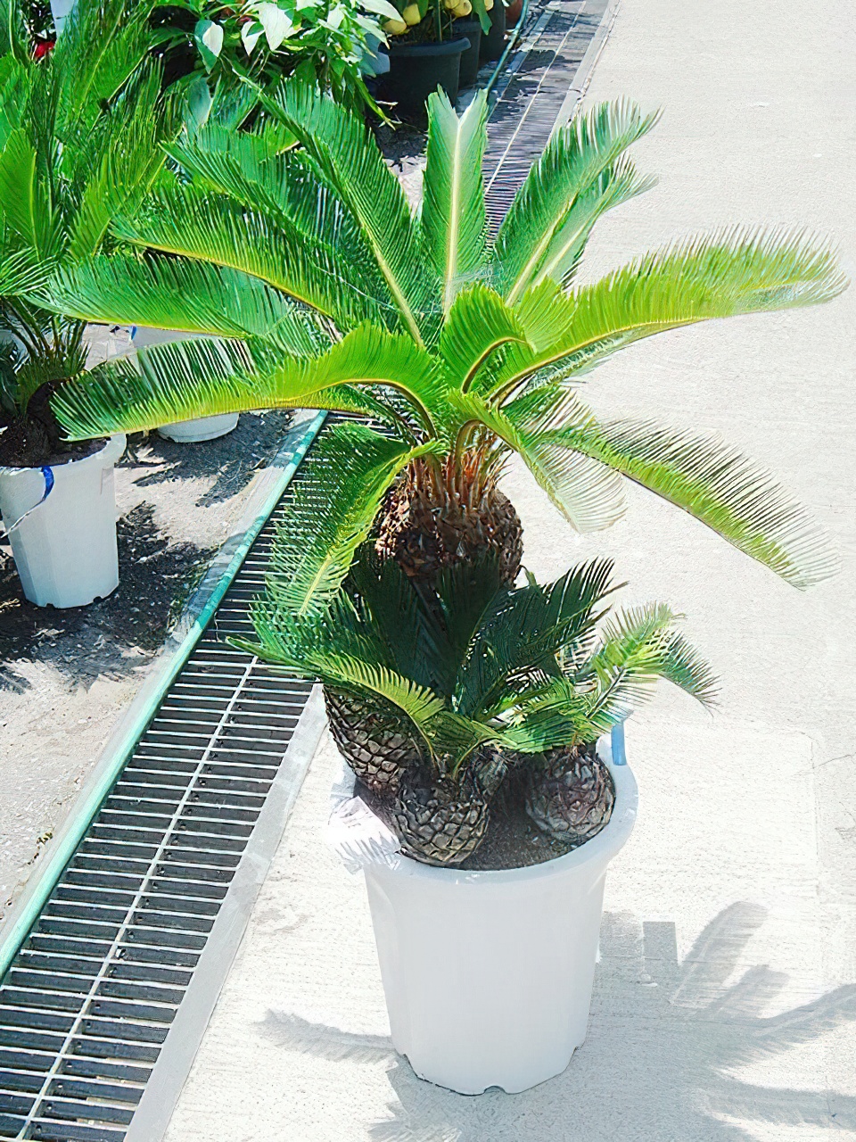 ソテツ 10号サイズ | HITOTOKI by MAKIMO PLANT