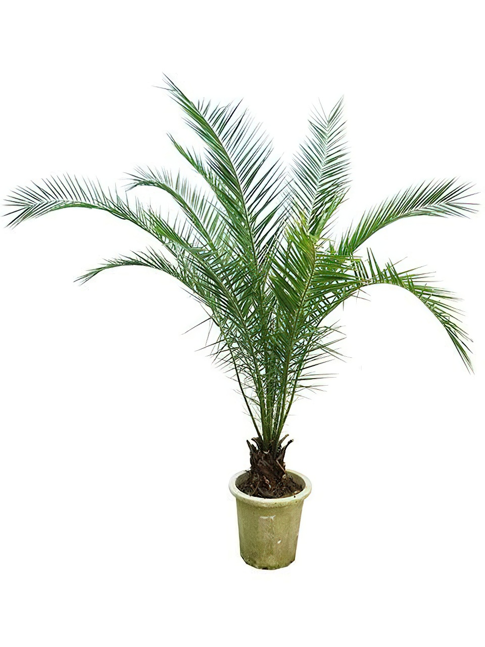 カナリーヤシ 12号サイズ | HITOTOKI by MAKIMO PLANT