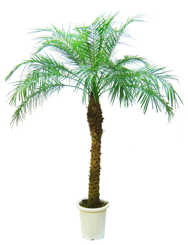 南国ムードを暮らしに添える ― フェニックス・ロベレニーの魅力と