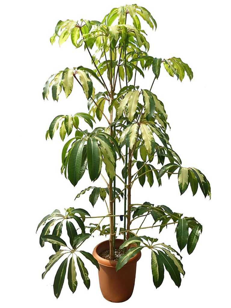 ツピダンサス・ゴールデンキング | HITOTOKI by MAKIMO PLANT