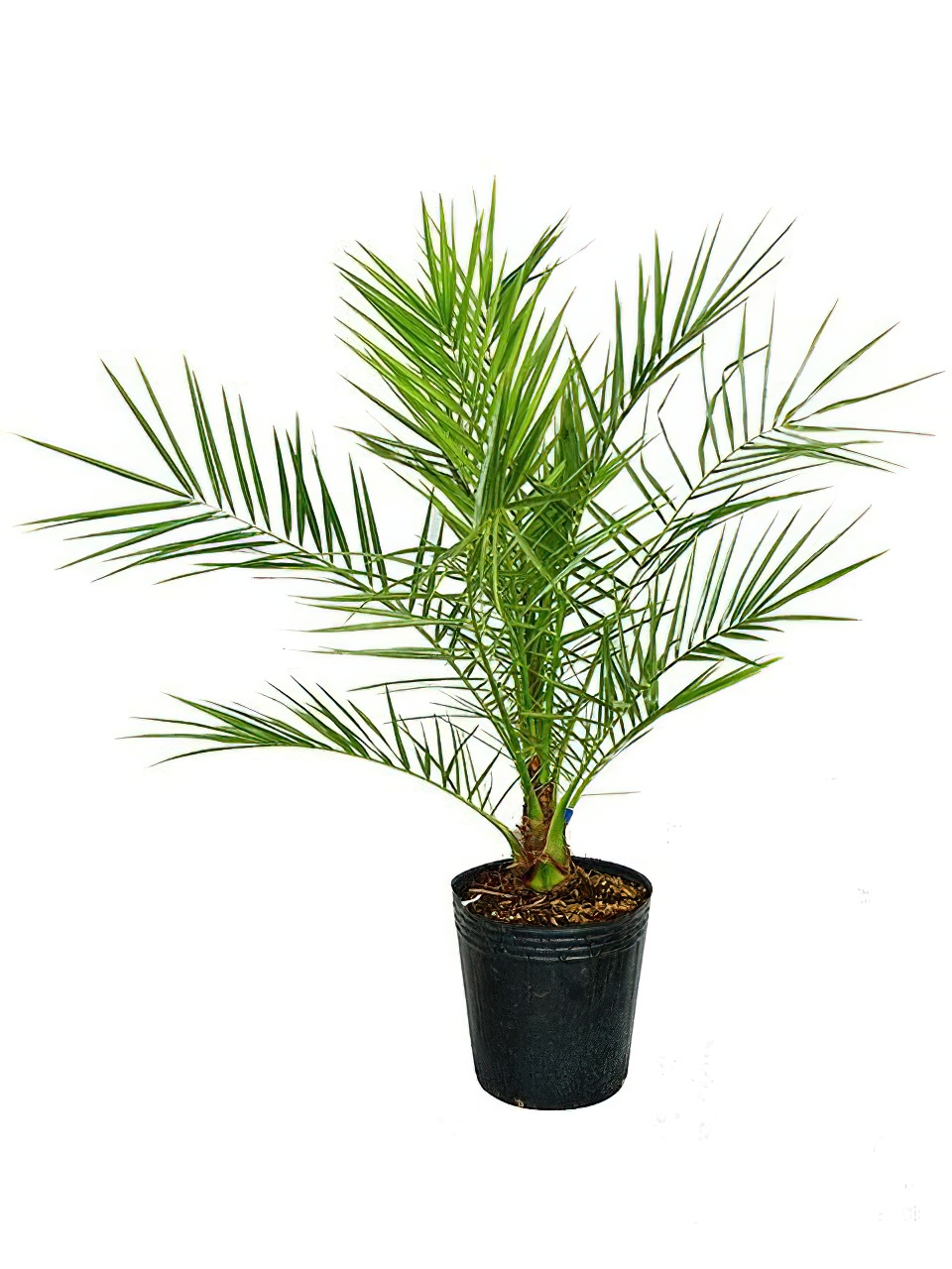 カナリーヤシ -Type2 | HITOTOKI by MAKIMO PLANT