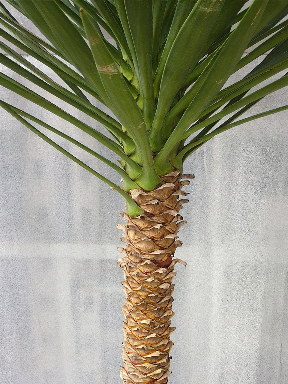 ユッカ・アロイフォリア | HITOTOKI by MAKIMO PLANT