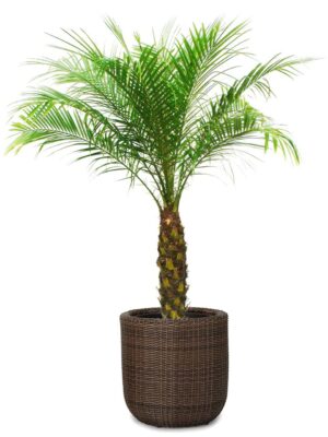 フェニックスロベレニーで南国リゾート気分♪ヤシの木で癒しのオアシス