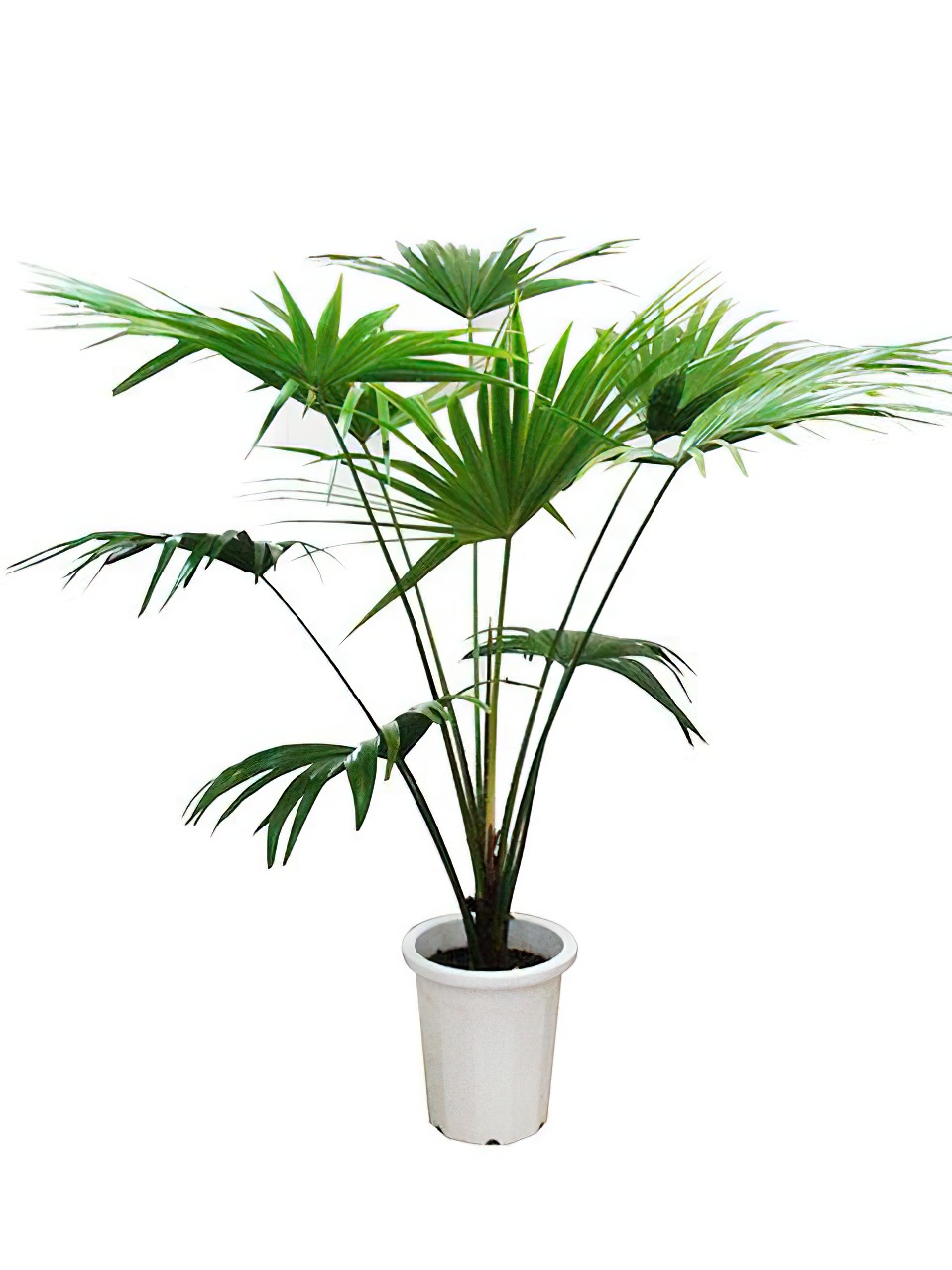 ビロウヤシ 10号サイズ | HITOTOKI by MAKIMO PLANT