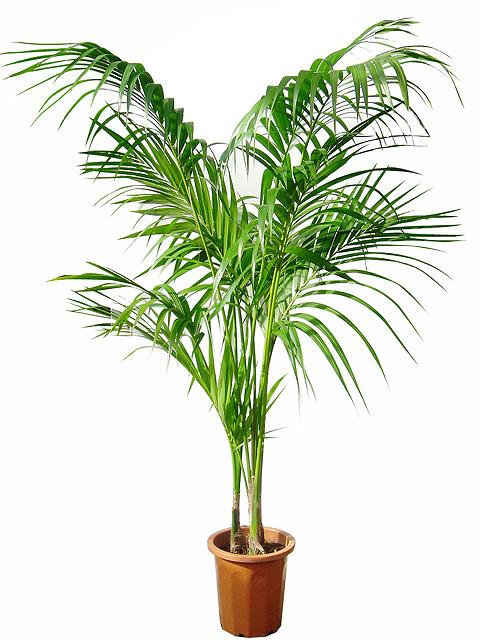 ケンチャヤシの育て方・管理方法 | HITOTOKI by MAKIMO PLANT